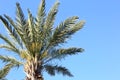 Canary Island Date Palm with Blue Sky in Morning