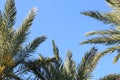 Date Palms Looking Up with Blue Sky in Morning