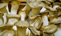 Plump Fresh Display of Mushrooms