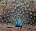 Beautiful Display of a Proud Peacock Royalty Free Stock Photo