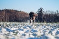 Beautiful display of speed and power by a hunting bitch, Bohemian Wire-haired Pointing Griffon. Portrait of a running dog in a