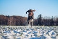 Beautiful display of speed and power by a hunting bitch, Bohemian Wire-haired Pointing Griffon. Portrait of a running dog in a