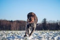 Beautiful display of speed and power by a hunting bitch, Bohemian Wire-haired Pointing Griffon. Portrait of a running dog in a