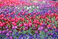 Beautiful Colorful tulip flowers Floriade Royalty Free Stock Photo