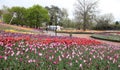 Beautiful Colorful tulip flowers Floriade Royalty Free Stock Photo