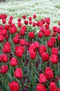 Beautiful Colorful tulip flowers Floriade Royalty Free Stock Photo