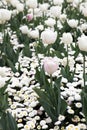 Beautiful Colorful tulip flowers Floriade Royalty Free Stock Photo