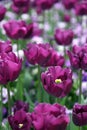 Beautiful Colorful tulip flowers Floriade Royalty Free Stock Photo