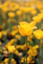 Beautiful Colorful tulip flowers Floriade Royalty Free Stock Photo