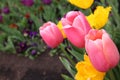 Beautiful Colorful tulip flowers Floriade Royalty Free Stock Photo