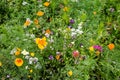 Beautiful display wild flowers