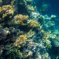 Beautiful and diverse coral reef with fish of the red sea Royalty Free Stock Photo