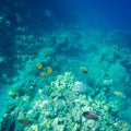 Beautiful and diverse coral reef with fish of the red sea Royalty Free Stock Photo