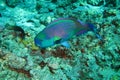 Beautiful and diverse coral reef with fishes of the red sea in Egypt Royalty Free Stock Photo