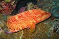 Beautiful and diverse coral reef with fishes of the red sea in Egypt Royalty Free Stock Photo