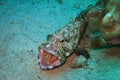 Beautiful and diverse coral reef with fishes of the red sea in Egypt Royalty Free Stock Photo