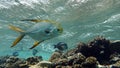 Beautiful fish on the reefs of the Red Sea. Royalty Free Stock Photo