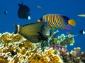 Beautiful fish on the reefs of the Red Sea. Royalty Free Stock Photo