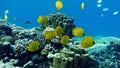 Beautiful fish on the reefs of the Red Sea. Royalty Free Stock Photo