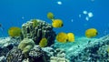 Beautiful fish on the reefs of the Red Sea. Royalty Free Stock Photo