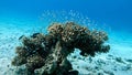 Beautiful fish on the reefs of the Red Sea. Royalty Free Stock Photo