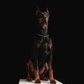 beautiful dobermann dog with silver collar looking up