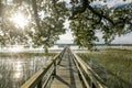 Beautiful dock with overhanging trees going to onto water at sunset