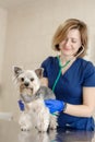 Beautiful doctor vet small cute dog breed Yorkshire Terrier with a stethoscope in a veterinary clinic.nHappy dog on