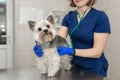 Beautiful doctor vet small cute dog breed Yorkshire Terrier with a stethoscope in a veterinary clinic..Happy dog on medical