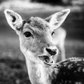 Beautiful doe in the meadow Royalty Free Stock Photo
