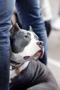 Beautiful dog of American PitBull terrier breed, blue and white color with melancholy look, close to the legs of owner. Royalty Free Stock Photo