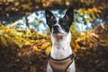 Beautiful dog on a background of atmospheric forest, leaves and a pond, portrait of basenji