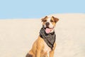 Beautiful dog in bandana sits in sand outdoors. Cute staffordshire terrier puppy in sandy beach or desert on hot summer day Royalty Free Stock Photo