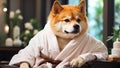 Beautiful dog a bathrobe in spa salon resting relax comfort funny pretty Royalty Free Stock Photo