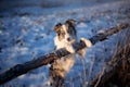 A beautiful dog of the Border Collie breed stands on its hind legs in winter Royalty Free Stock Photo