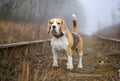 beautiful dog breed Beagle on a walk