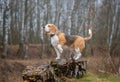 Beautiful dog breed Beagle on a walk