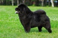 Beautiful dog breed Chow Chow rare black color