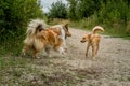 Beautiful dog breed Collie. North, Russia