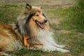 Beautiful dog breed Collie. North, Russia