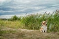 Beautiful dog breed Collie. North, Russia