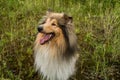 Beautiful dog breed Collie. North, Russia