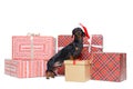 Beautiful dog breed dachshund, black and tan, in a red Santa Claus cap, stands on to a stack christmas gift boxes, isolated on whi Royalty Free Stock Photo