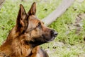Beautiful dog breed German Shepherd on a clear spring day Royalty Free Stock Photo