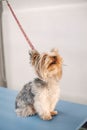 Yorkshire Terrier puppy sitting on blue table Royalty Free Stock Photo