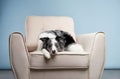 Beautiful dog on the chair. Marble border collie against a blue wall. Royalty Free Stock Photo