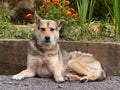 A beautiful dog with clean hair and a clever look lying on the ground strewn with small stones. A faithful friend who