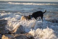 Beautiful dog in the close-up and the beach