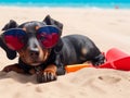 Beautiful dog of dachshund, black and tan, buried in the sand at the beach sea on summer vacation. Royalty Free Stock Photo