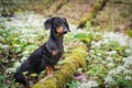 Beautiful dog of the dachshund breed, black and tan, standing on a tree in a forest in a meadow of white spring flowers Royalty Free Stock Photo